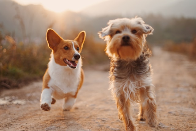 Unleashing the joy of a pet dog therapy visit